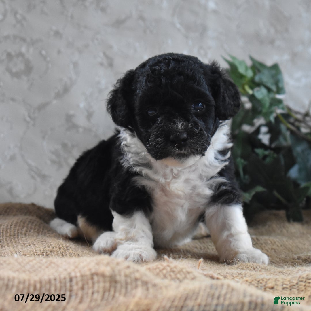 Cavapoo dogs for sale: Alisha - Ad 8