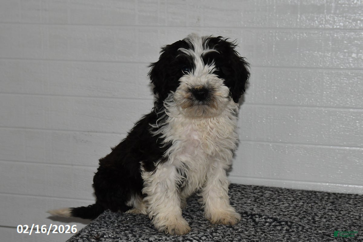 Mini Sheepadoodle dogs Pepper - Ad 1