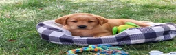 Labrador Retriever dogs for sale: Carter - Ad 1
