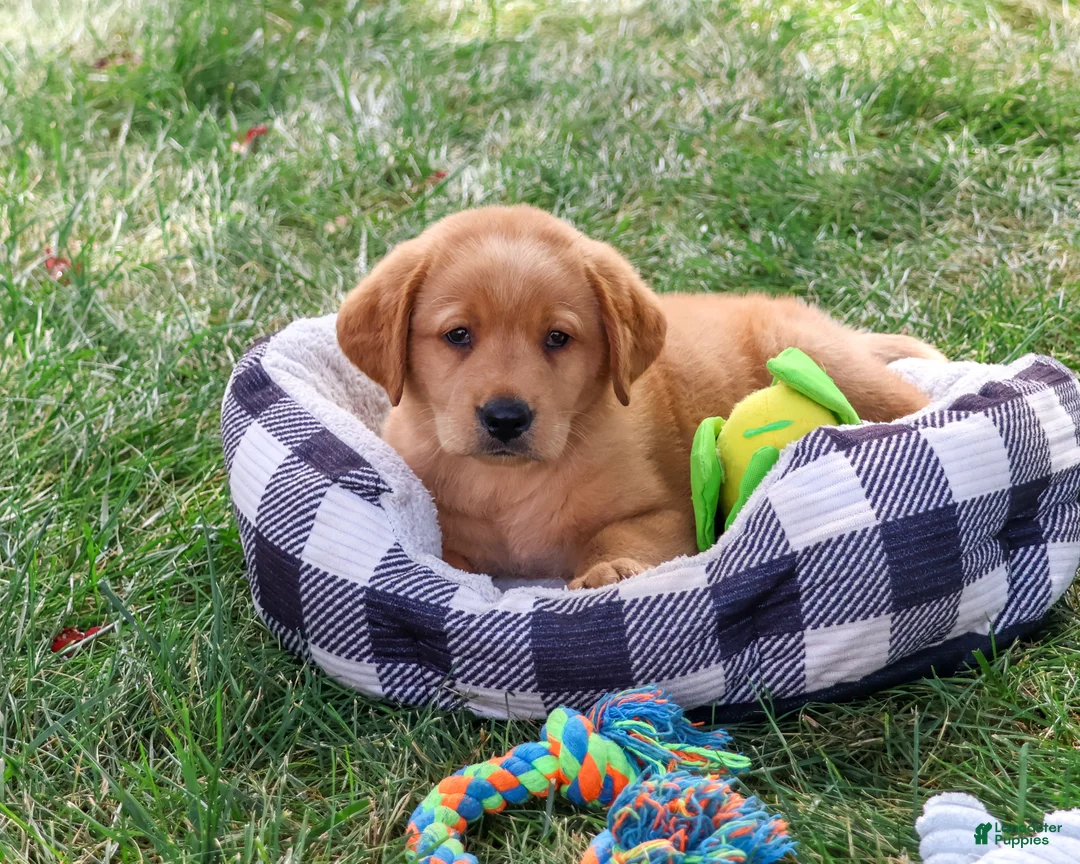 Labrador Retriever dogs for sale: Carter - Ad 1