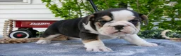 Beabull dogs for sale: Jessie - Ad 3