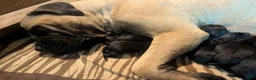 Mixed Breed dogs for sale: Black Bullmasador pup - Ad 2