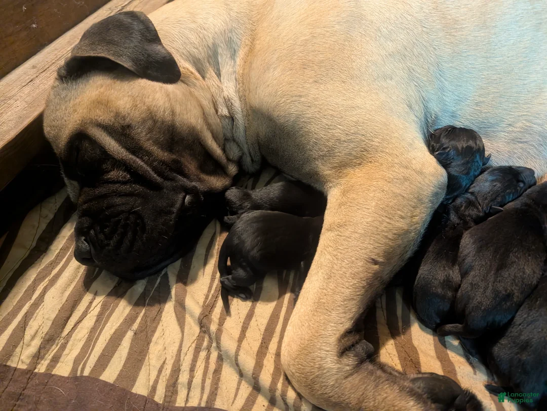 Mixed Breed dogs for sale: Black Bullmasador pup - Ad 2