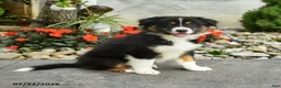 Australian Shepherd dogs for sale: Adeline - Ad 3