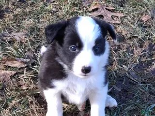 Border Collie dogs Daisy - Ad 38
