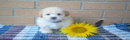 Maltipoo dogs for sale: Franklin 🐶 - Ad 1