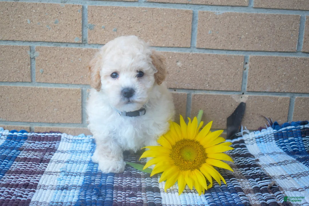 Maltipoo dogs for sale: Franklin 🐶 - Ad 1