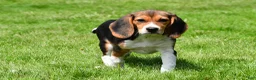 Beagle dogs for sale: Macy - Ad 3