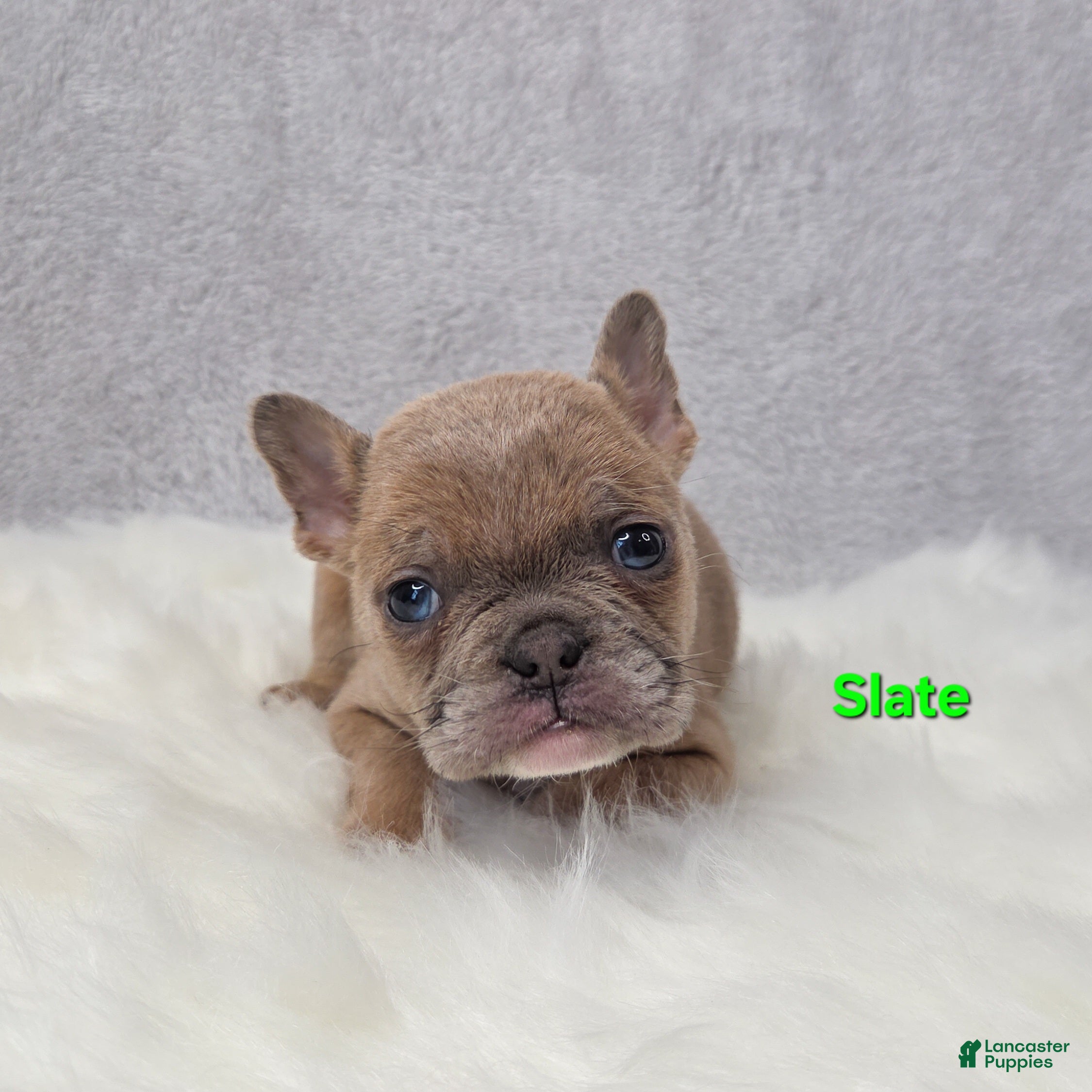 Mixed Breed dogs Slate - Ad 2