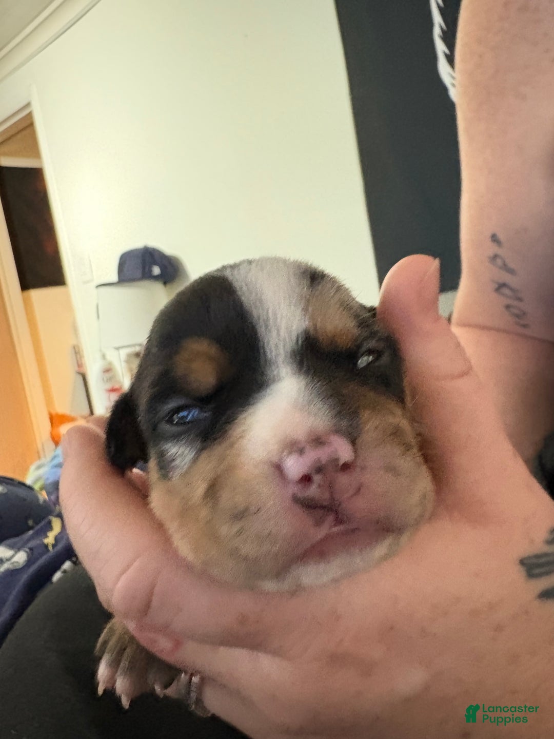 American Bully dogs for sale: Urban - Ad 10