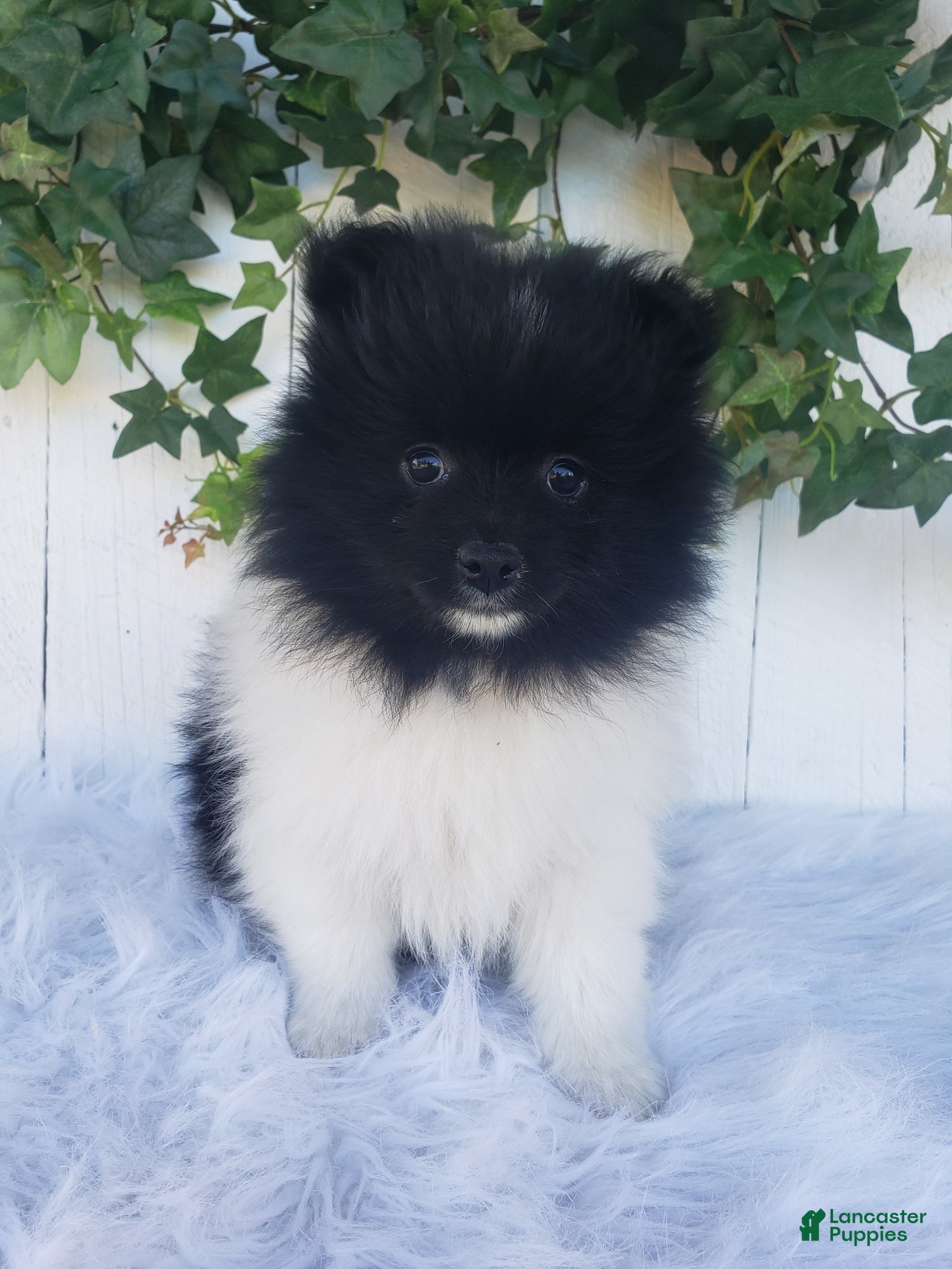 Pomeranian dogs for sale: Teddy  - Ad 3