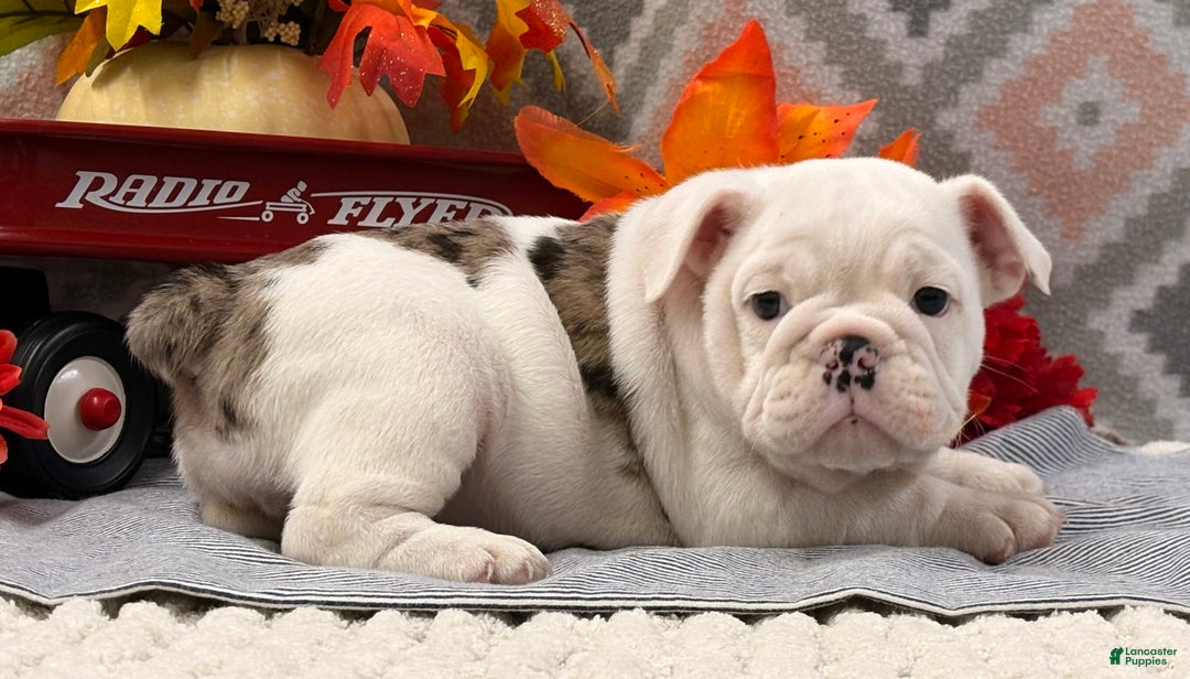 English Bulldog dogs for sale: Nadia - Ad 3
