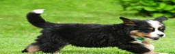 Bernese Mountain Dog dogs for sale: Nellie - Ad 10