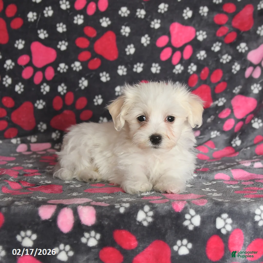 Maltese dogs for sale: Frost  - Ad 2
