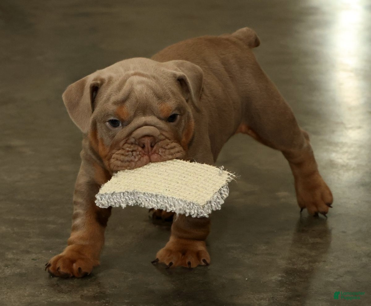 English Bulldog dogs Scotty - Ad 2