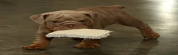 English Bulldog dogs for sale: Scotty - Ad 2