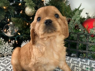 Miniature Golden Retriever dogs Luna - Ad 19