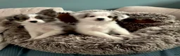 Mixed Breed dogs for sale: PopTart - Ad 12