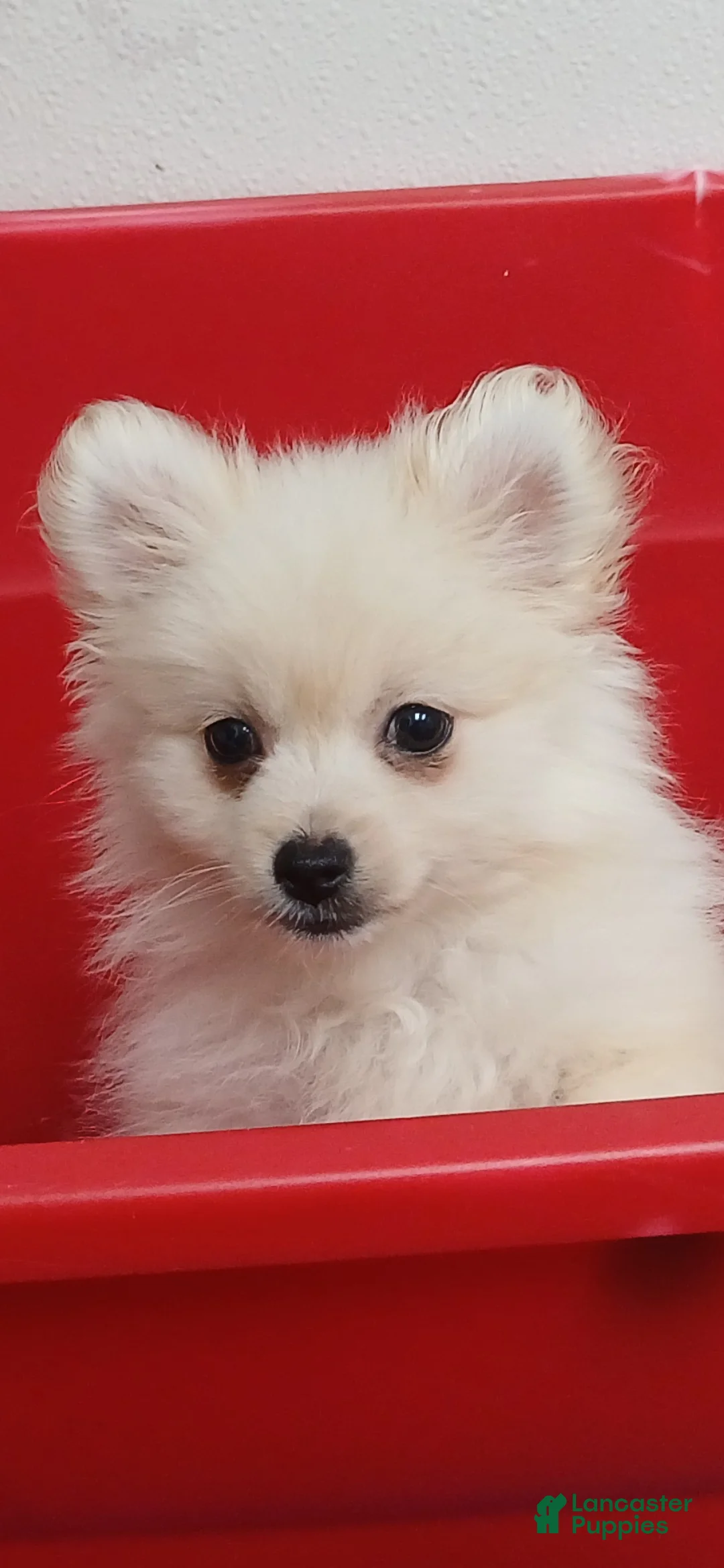 Pomeranian dogs for sale: Ghost Girl - Ad 1