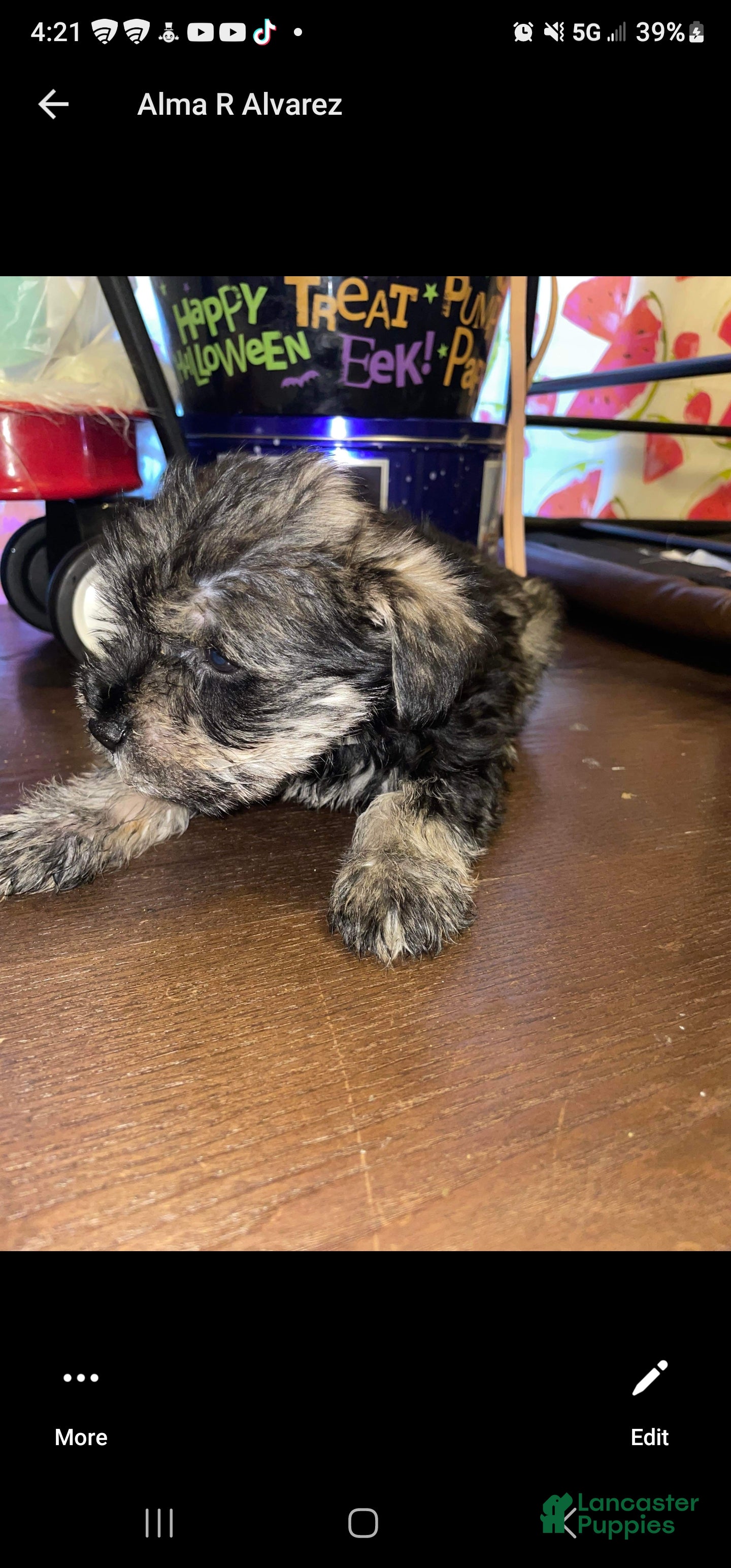 Miniature Schnauzer dogs for sale: Miniature Schnauzer 4 - Ad 3