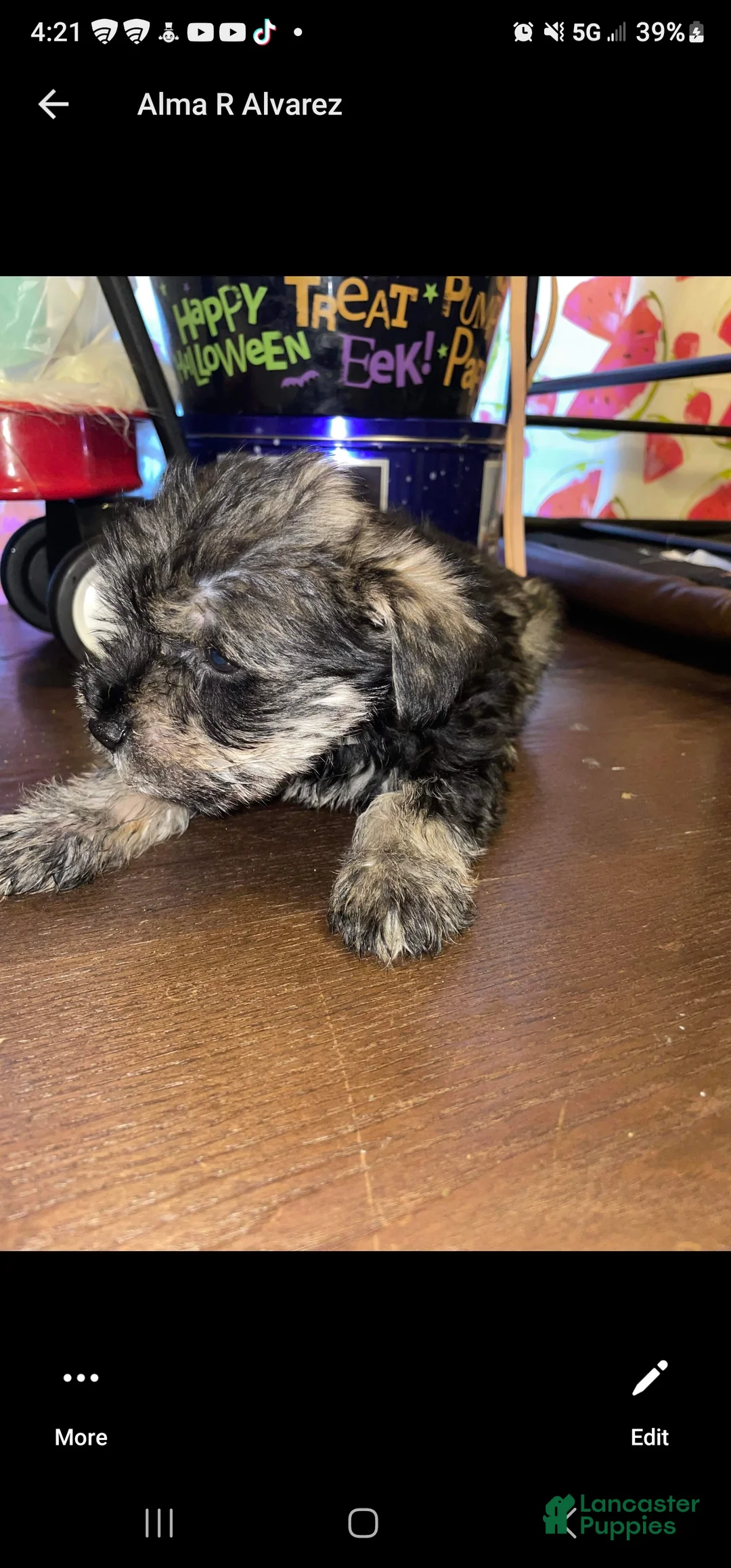 Miniature Schnauzer dogs for sale: Miniature Schnauzer 4 - Ad 1