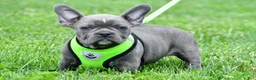 Mixed Breed dogs for sale: Freddy - Ad 6