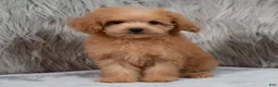 Mini Goldendoodle dogs for sale: Lily ID: 3854 - Ad 10