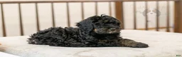 Bernedoodle dogs for sale: Acadia - Ad 28