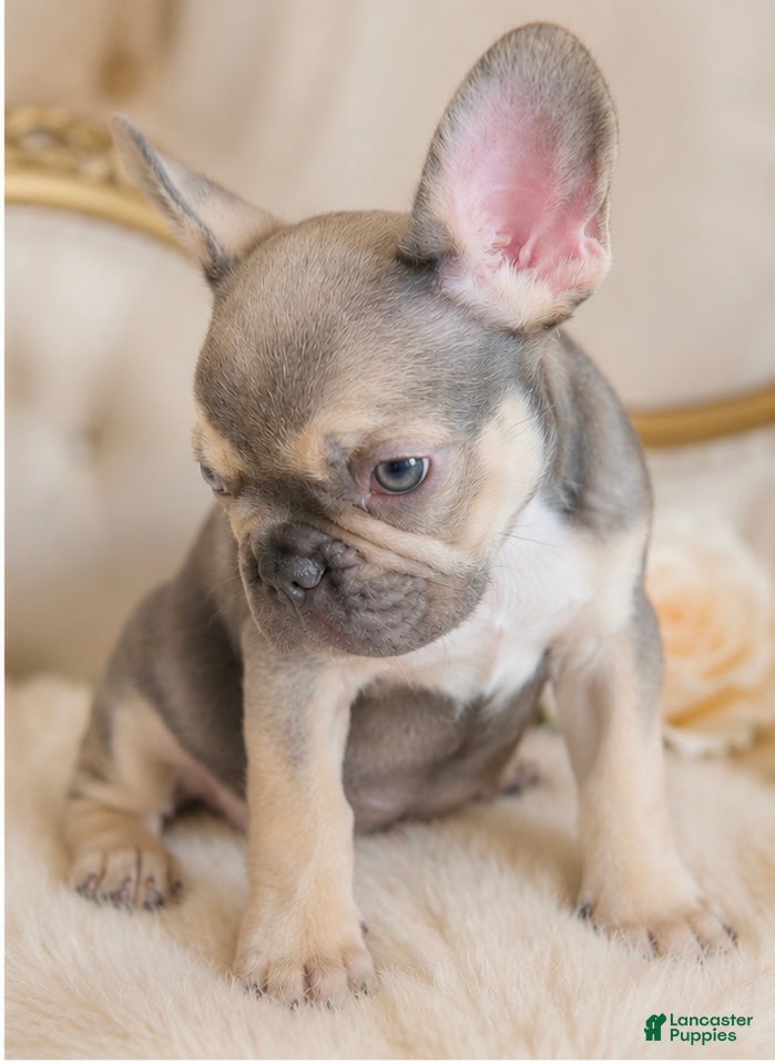 French Bulldog dogs ASHANTI - FAWN CHAMELEON in CALI, USA DELIVERY & FINANCING! - Ad 2