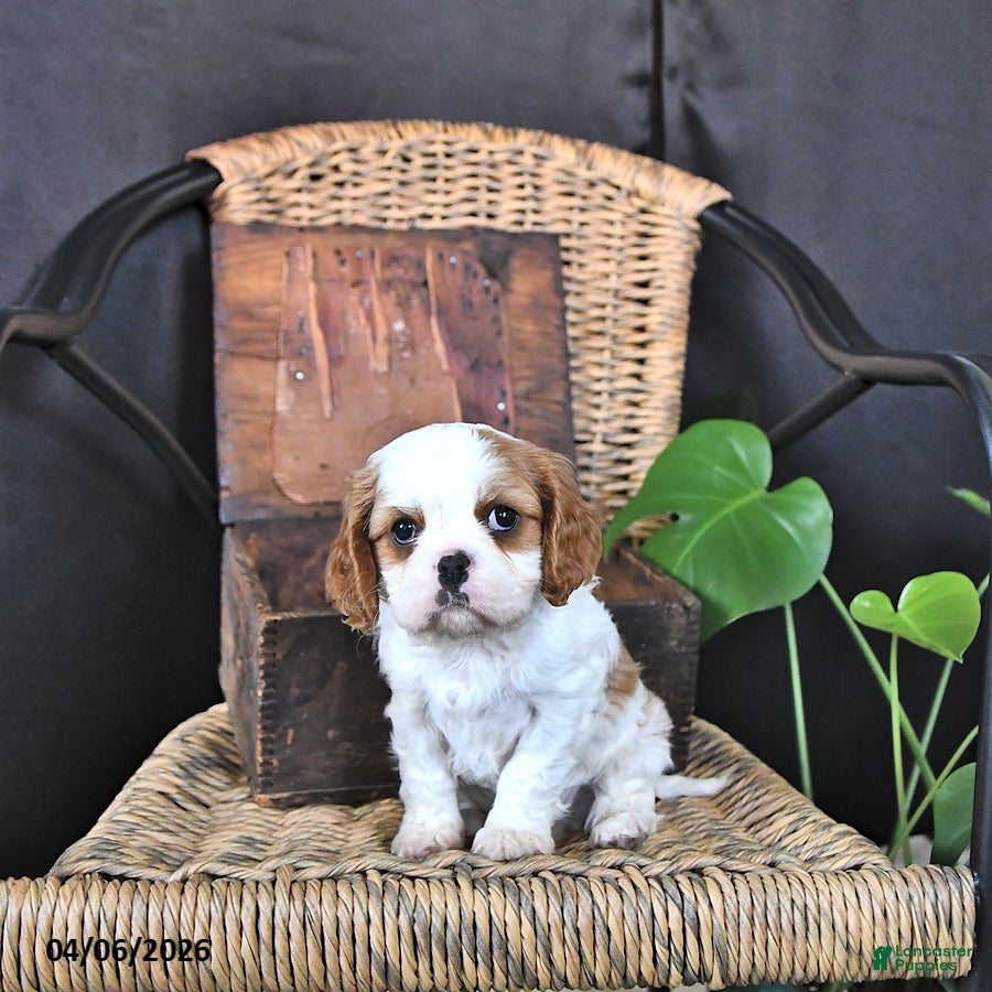 Cavalier King Charles Spaniel dogs Dawson - Ad 1