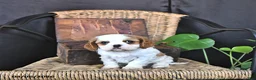 Cavalier King Charles Spaniel dogs for sale: Dawson - Ad 1