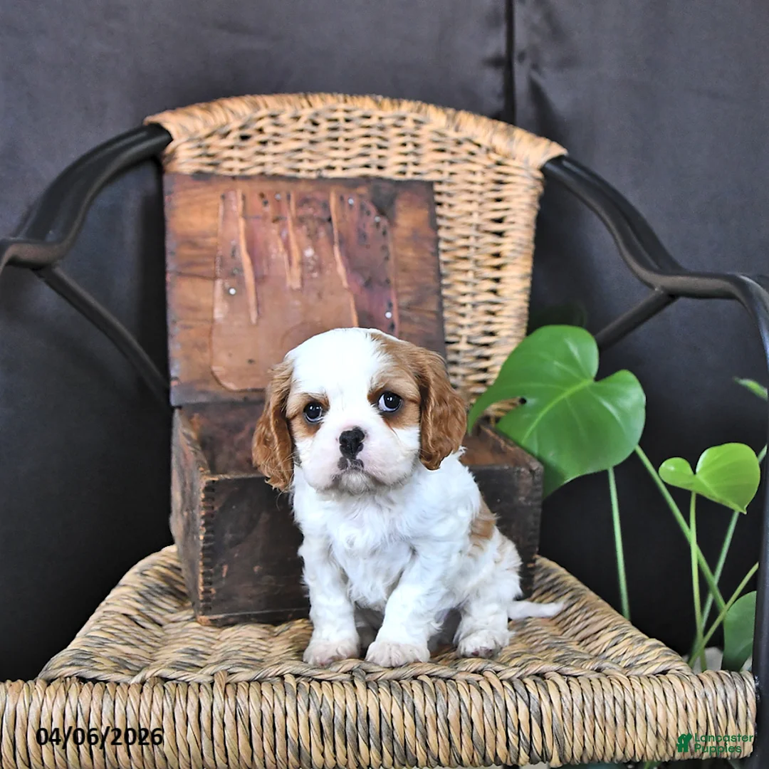 Cavalier King Charles Spaniel dogs for sale: Dawson - Ad 1