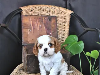 Cavalier King Charles Spaniel dogs for sale: Dawson - Ad 4