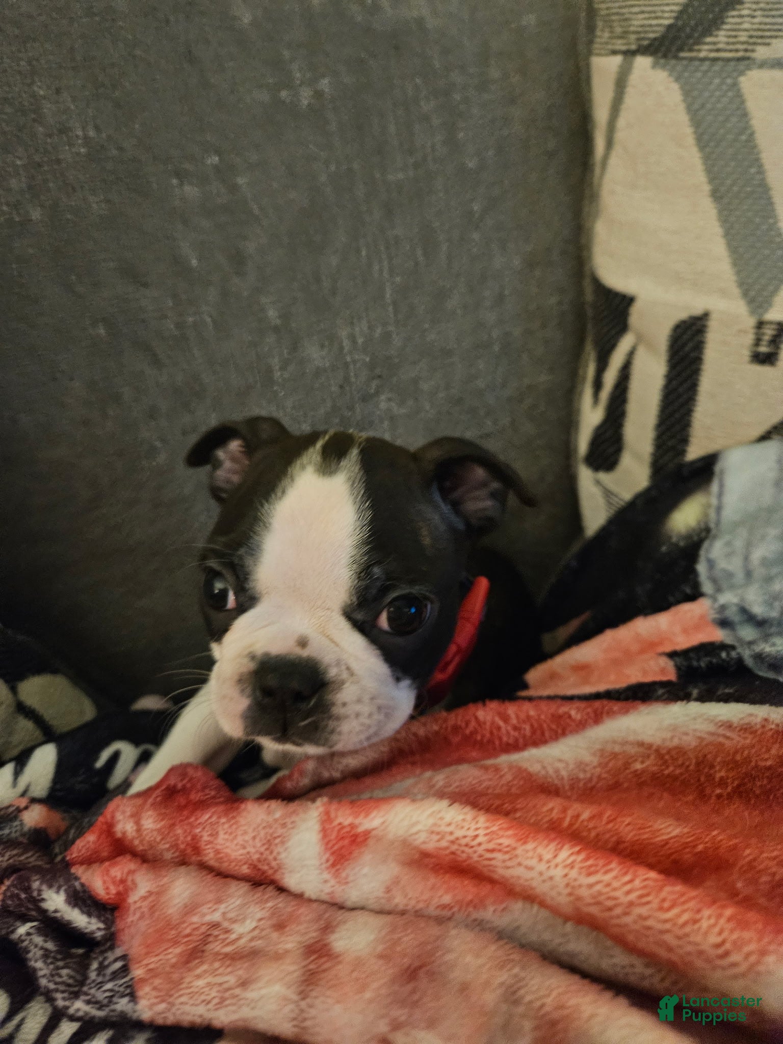 Boston Terrier dogs Ryder - Ad 5