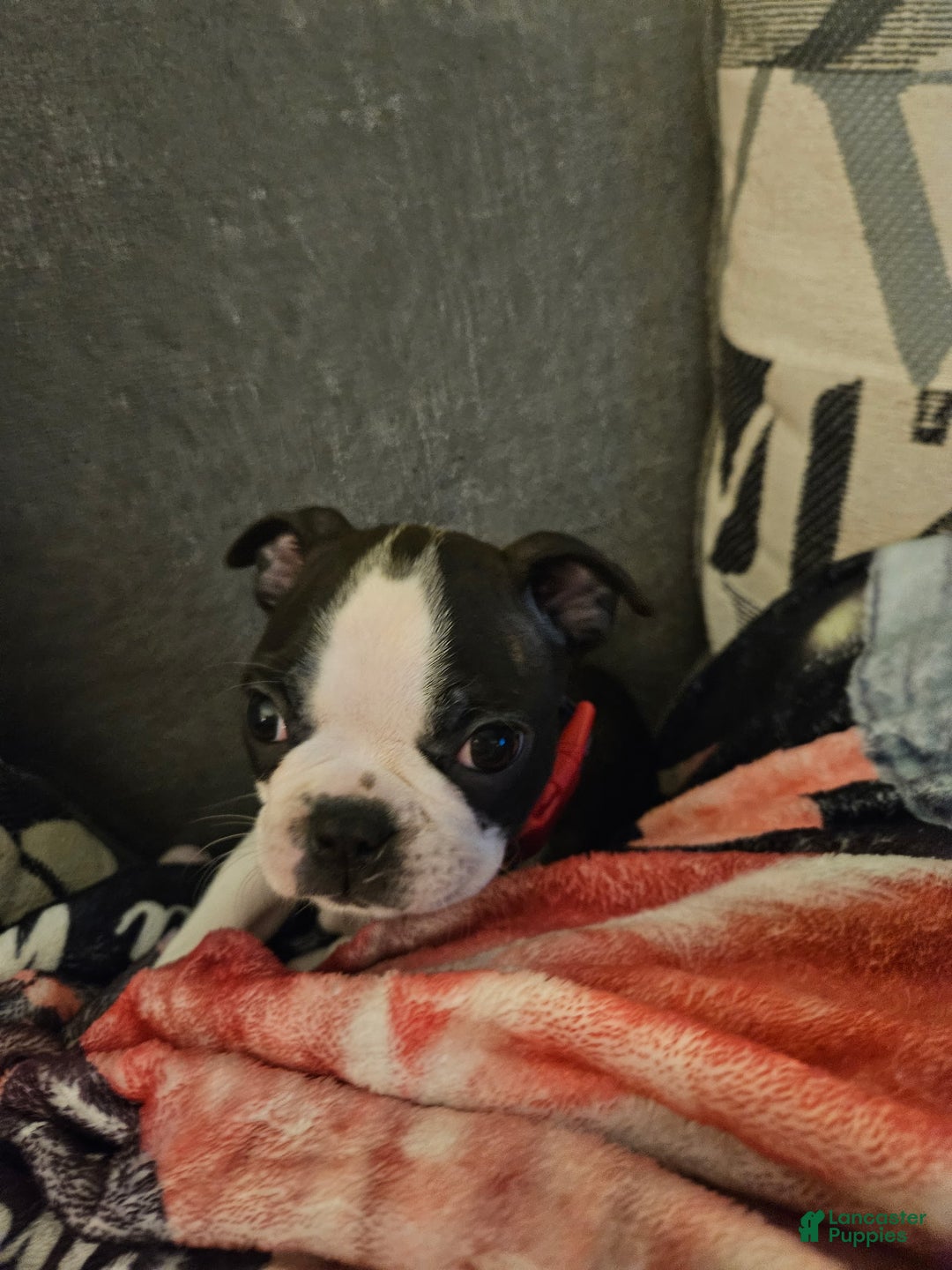 Boston Terrier dogs for sale: Ryder - Ad 1
