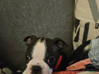 Boston Terrier dogs Ryder - Ad 5