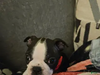Boston Terrier dogs Ryder - Ad 2