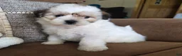 Maltipoo dogs for sale: Graham - Ad 7