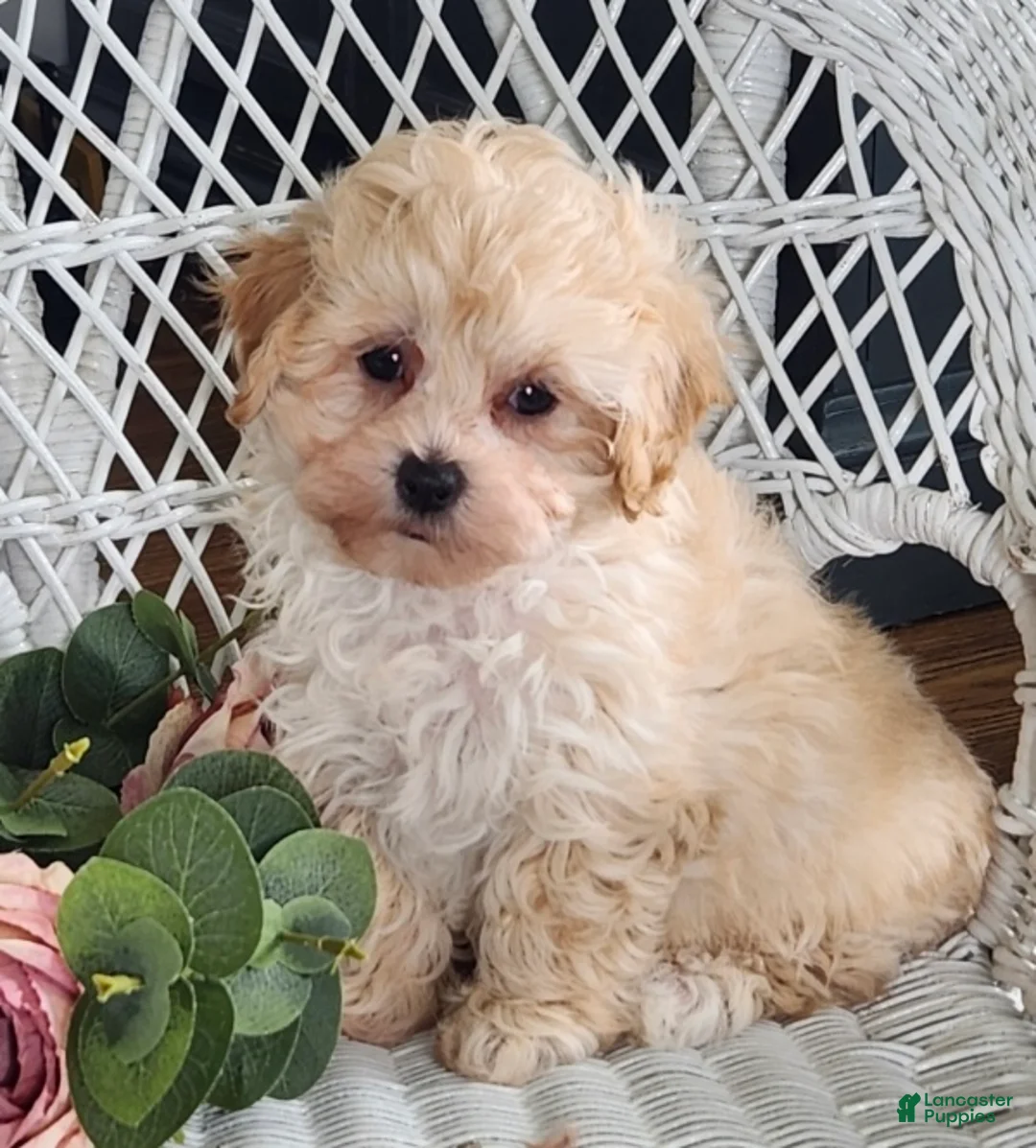 Maltipoo dogs for sale: Hannah - Ad 3