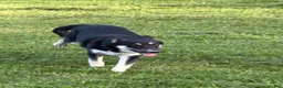 Gerberian Shepsky dogs for sale: Kash - Ad 4