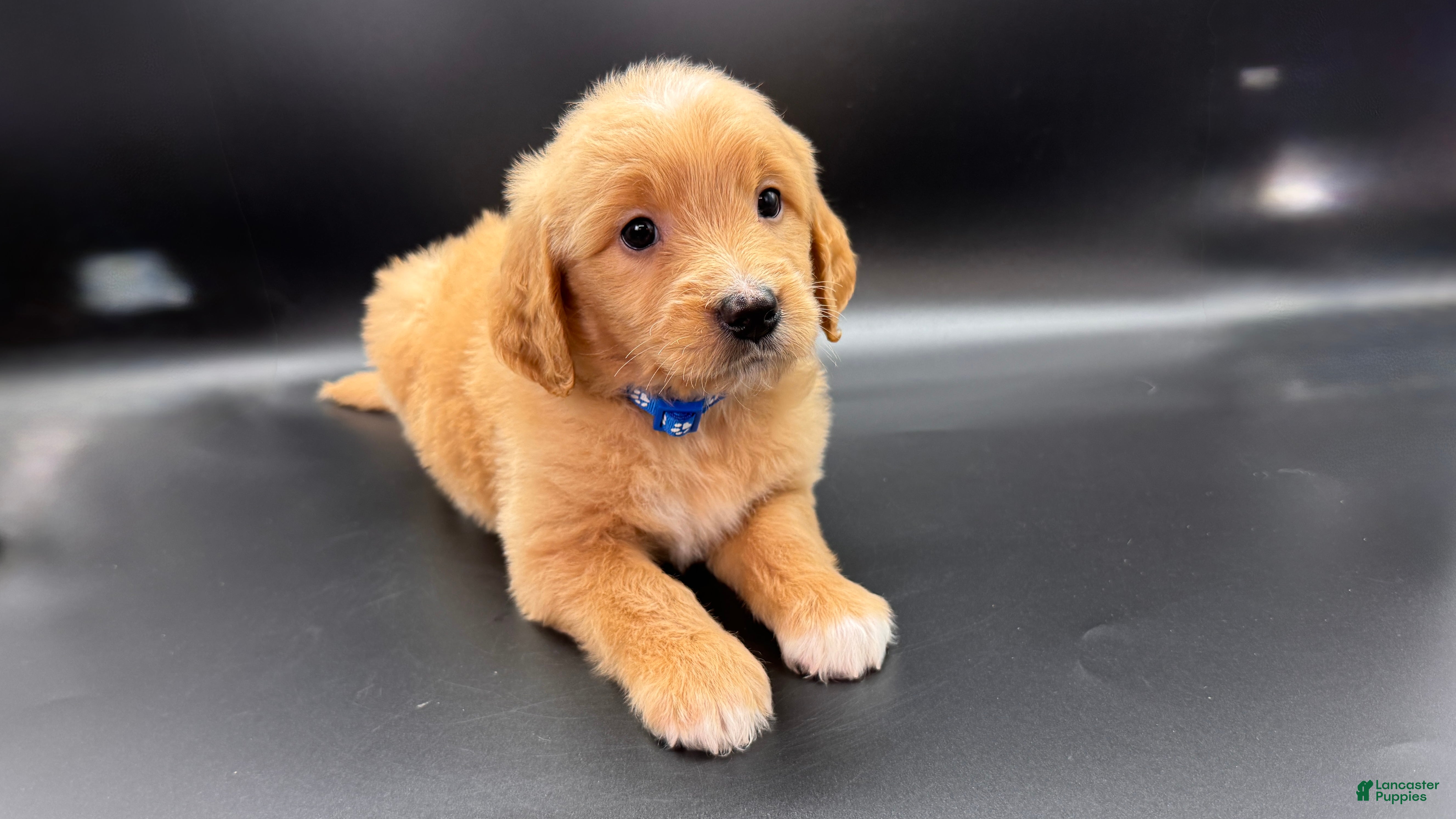 Mini Goldendoodle dogs Loki F one - Ad 11