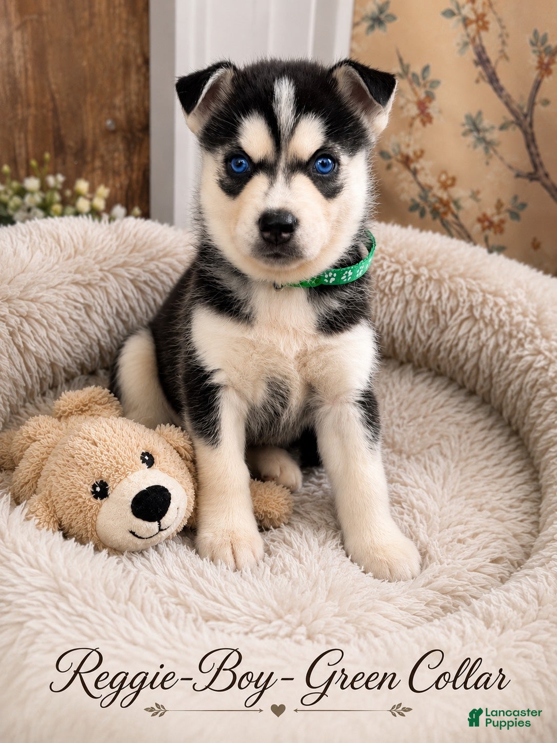 Pomsky dogs Reggie- Green Collar  - Ad 21