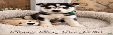 Reggie- Green Collar 