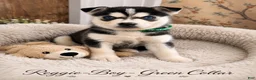 Pomsky dogs for sale: Reggie- Green Collar  - Ad 1