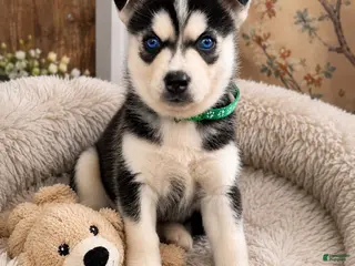 Pomsky dogs Reggie- Green Collar - Ad 21