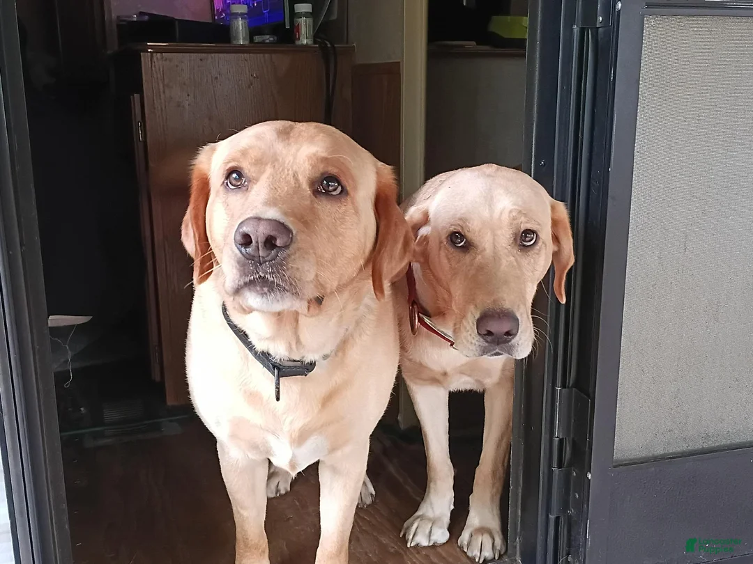 Labrador Retriever dogs for sale: Labrador Retriever 1 - Ad 2