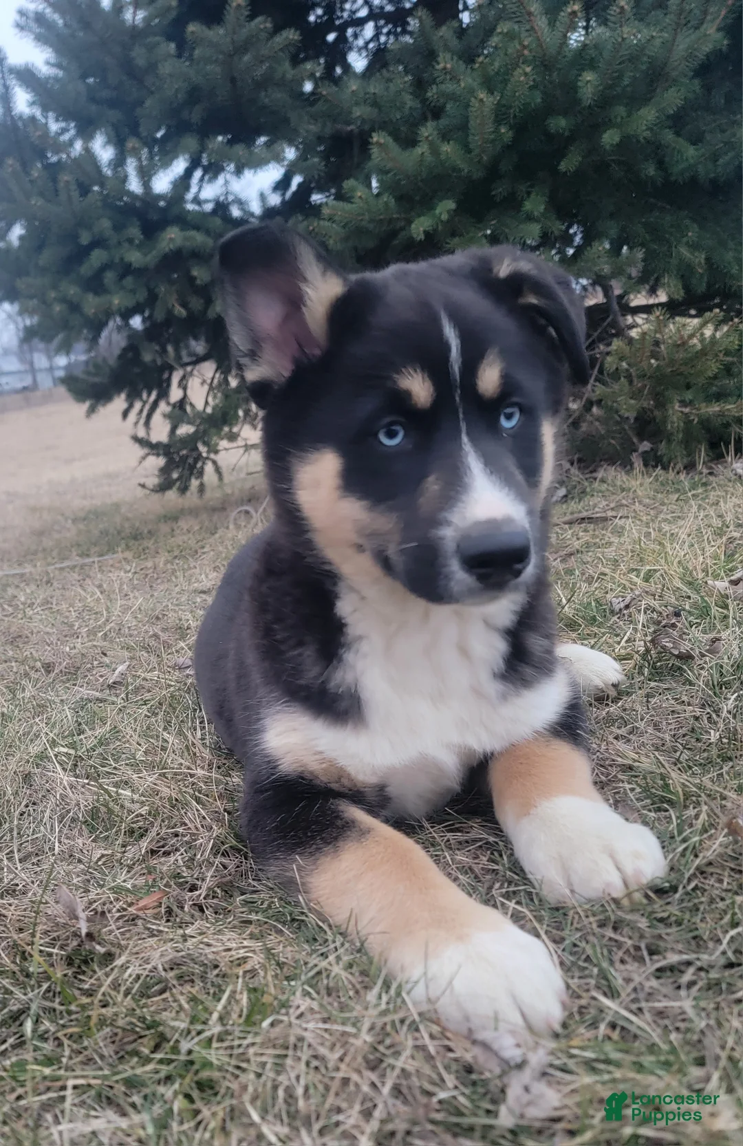 Gerberian Shepsky dogs for sale: Ceasar - Ad 2