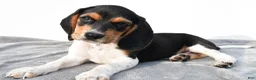 Beagle dogs for sale: Adam - Ad 9
