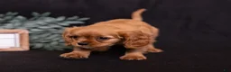 Cavalier King Charles Spaniel dogs for sale: Zephyr - Ad 4