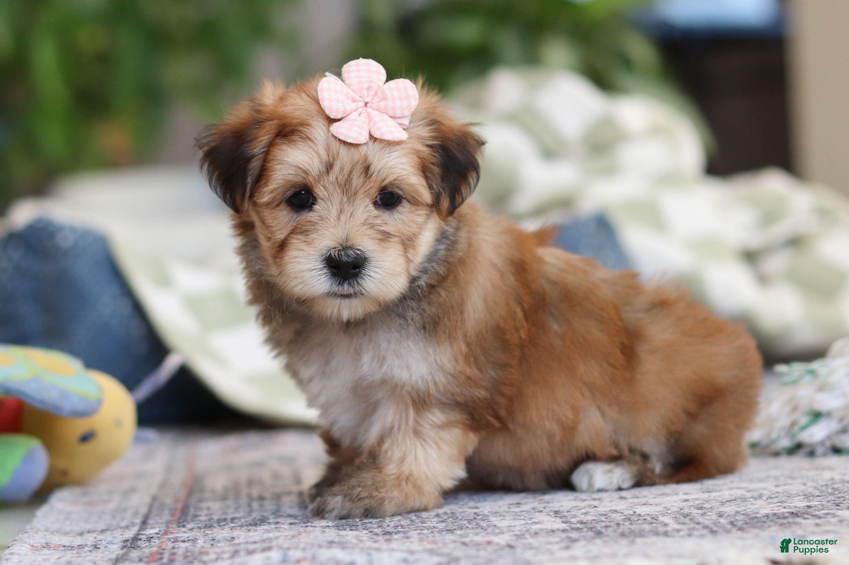 Morkie dogs Sarah - Ad 2